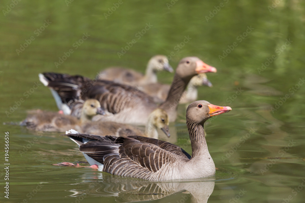 gray goose (anser anser) family with four fledglings offspring gray goose (anser anser) family with four fledglings offspring