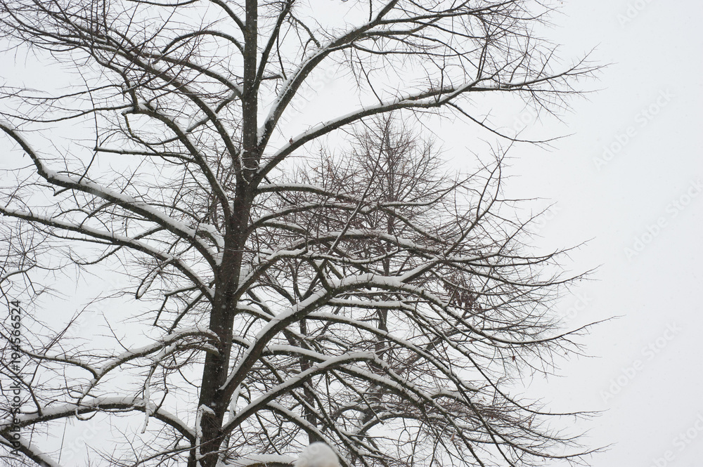 Albero innevato Albero innevato
