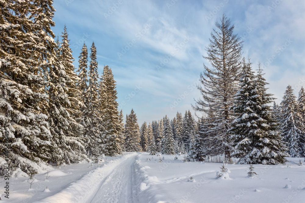 Obraz premium Winter forest in Sunny day