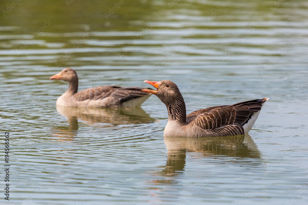 two gray geese (anser anser) swimming in water, cry, beak open two gray geese (anser anser) swimming in water, cry, beak open