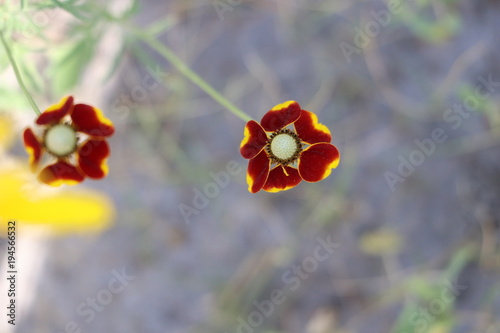 WIld New Mexican Flower  photo