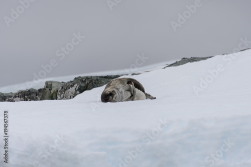 Fur seal lying on ice photo