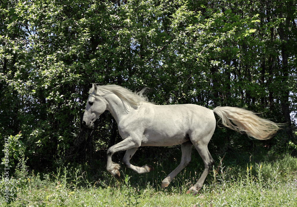 Art portrait of beautiful white sportive horse at green summer woods background Art portrait of beautiful white sportive horse at green summer woods background