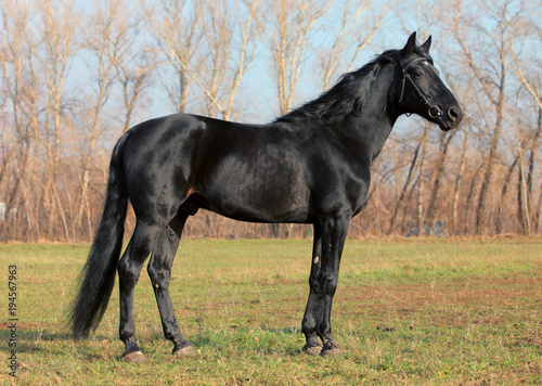 Thoroughbred black horse stallion  © horsemen