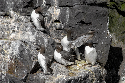 Trottellummen auf Island photo