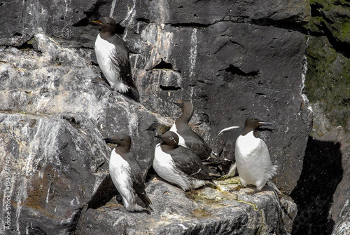 Trottellummen auf Island photo