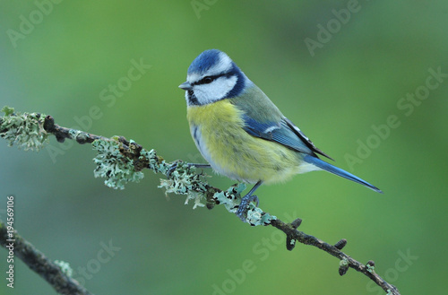 Blaumeise auf Ast