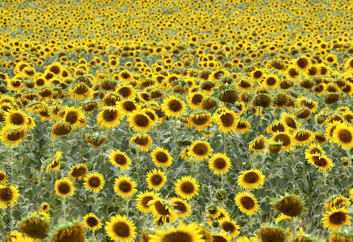 Campo di girasoli