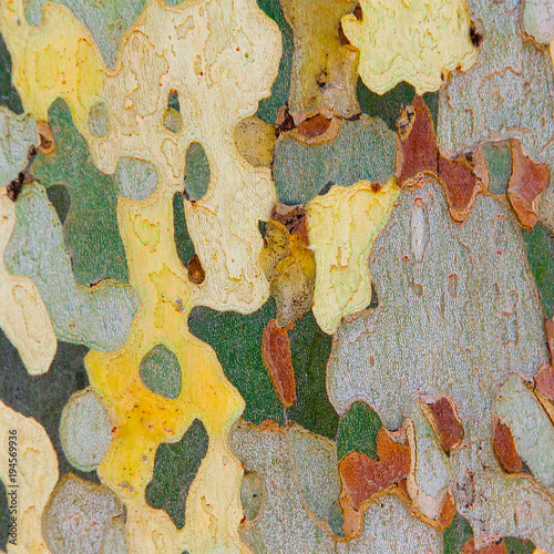 bark of platan tree. close-up