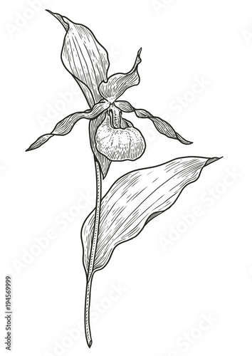 Fototapeta Naklejka Na Ścianę i Meble -  Lady's-slipper orchid flower illustration, drawing, engraving, ink, line art, vector
