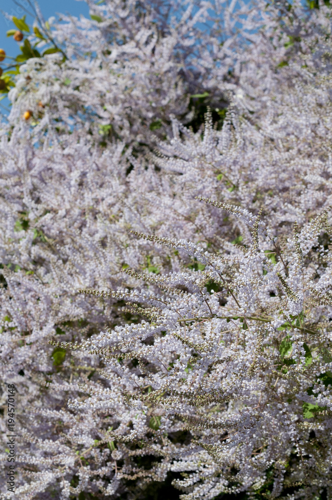 吹雪花 吹雪花