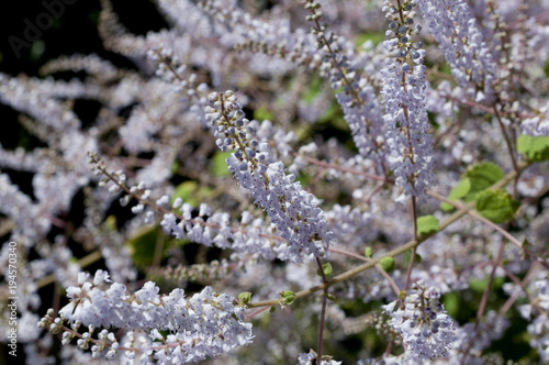 吹雪花