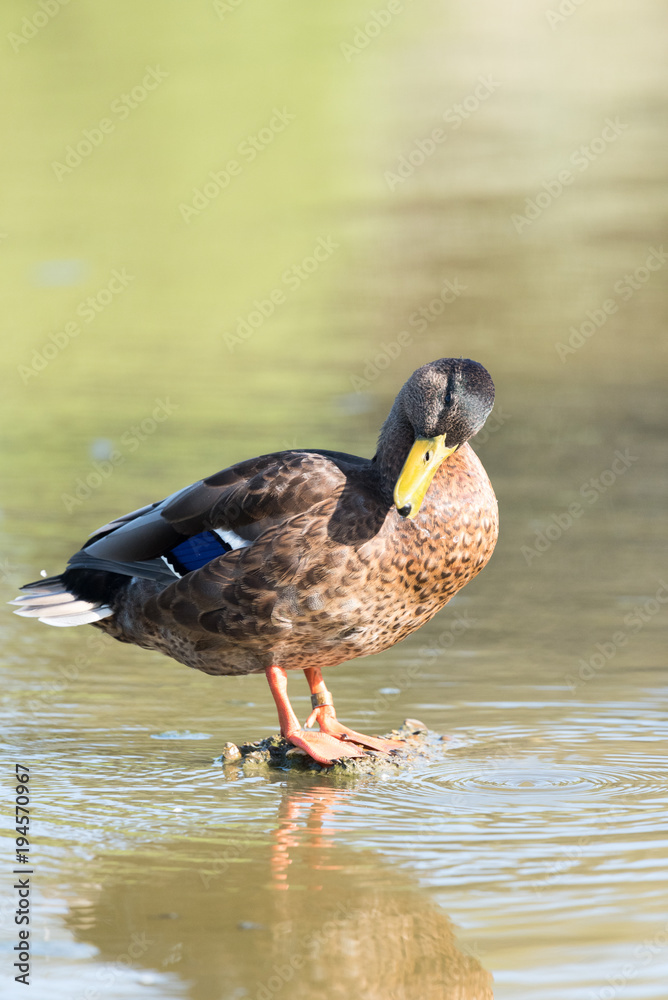 Female mallard duck on a lake in France Female mallard duck on a lake in France
