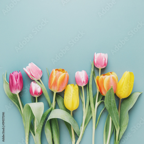 Beautiful blooming tulips on gray