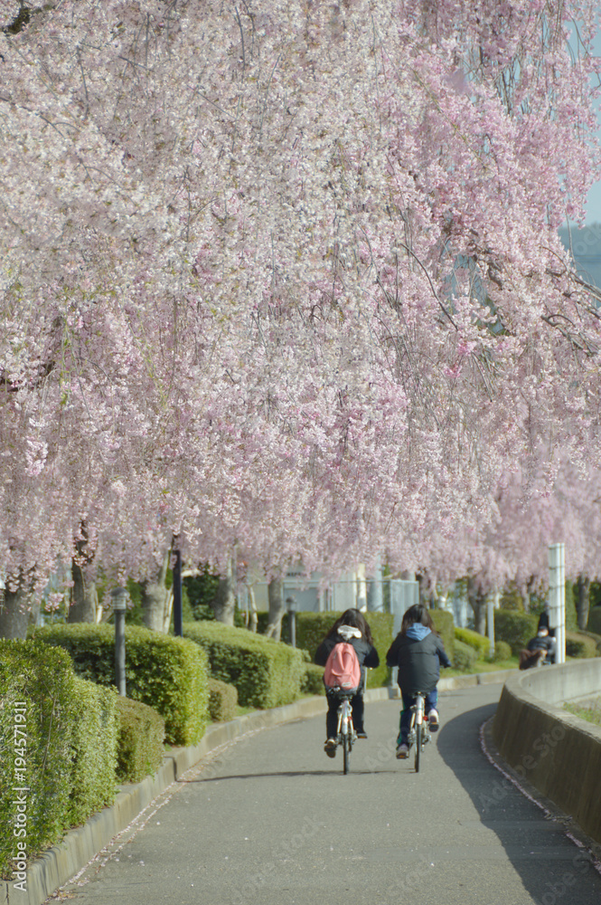 path with cherry blossom and school students / 桜並木の通学路 path with cherry blossom and school students / 桜並木の通学路