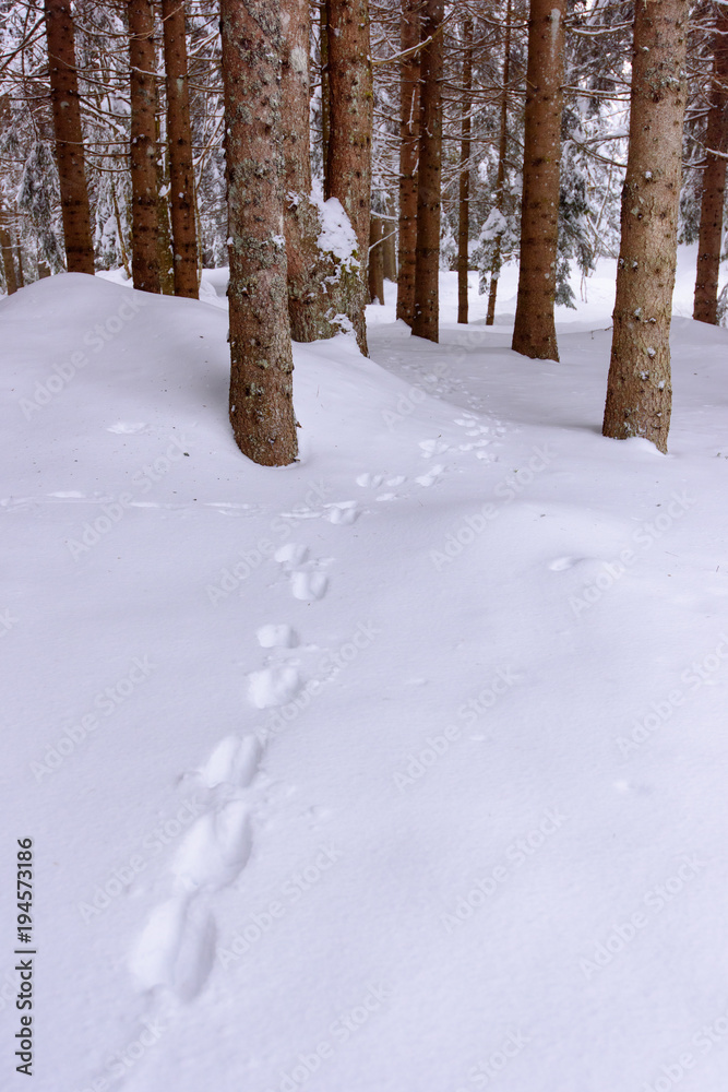 Trail in the snow. Sappada