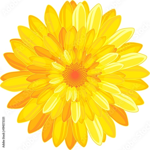 Flower with numerous bright yellow petals on white background