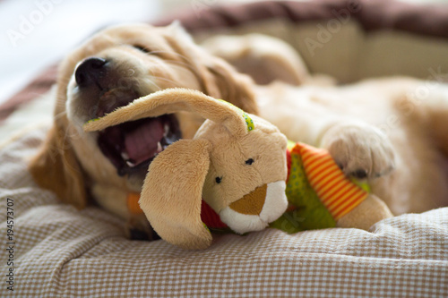 Golden Retriever puppy playing with his plush bunny in his cozy basket. Looking up.