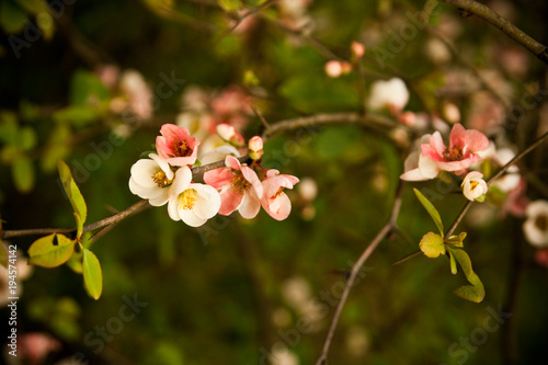 Spring flowering apple-tree with a pink inflorescence on a sunny day