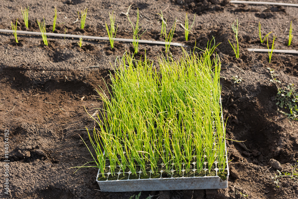 trays with seedlings on the ground, spring planting of crops trays with seedlings on the ground, spring planting of crops