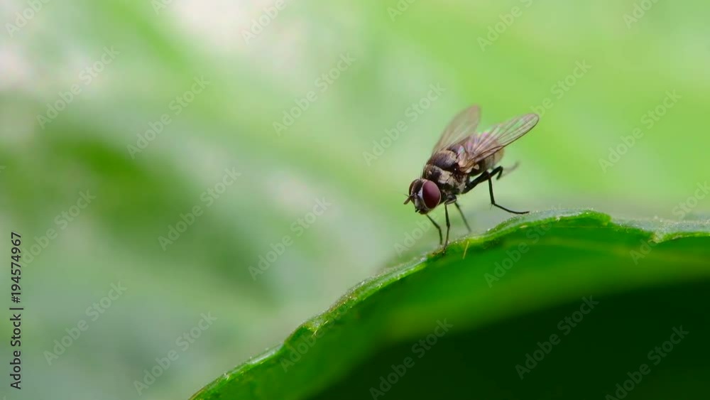 A fly is cleaning up itself on the leaf A fly is cleaning up itself on the leaf