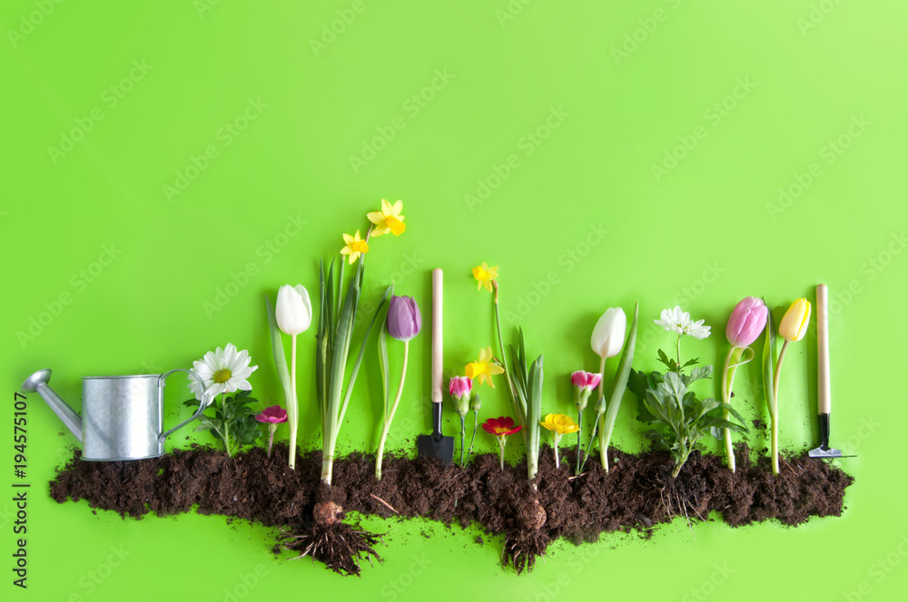 Spring flower bed background - obrazy, fototapety, plakaty 