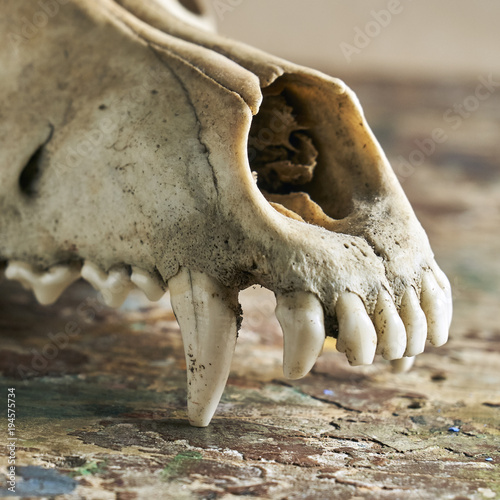 Dog scull without lower jaw © Georgy Dzyura