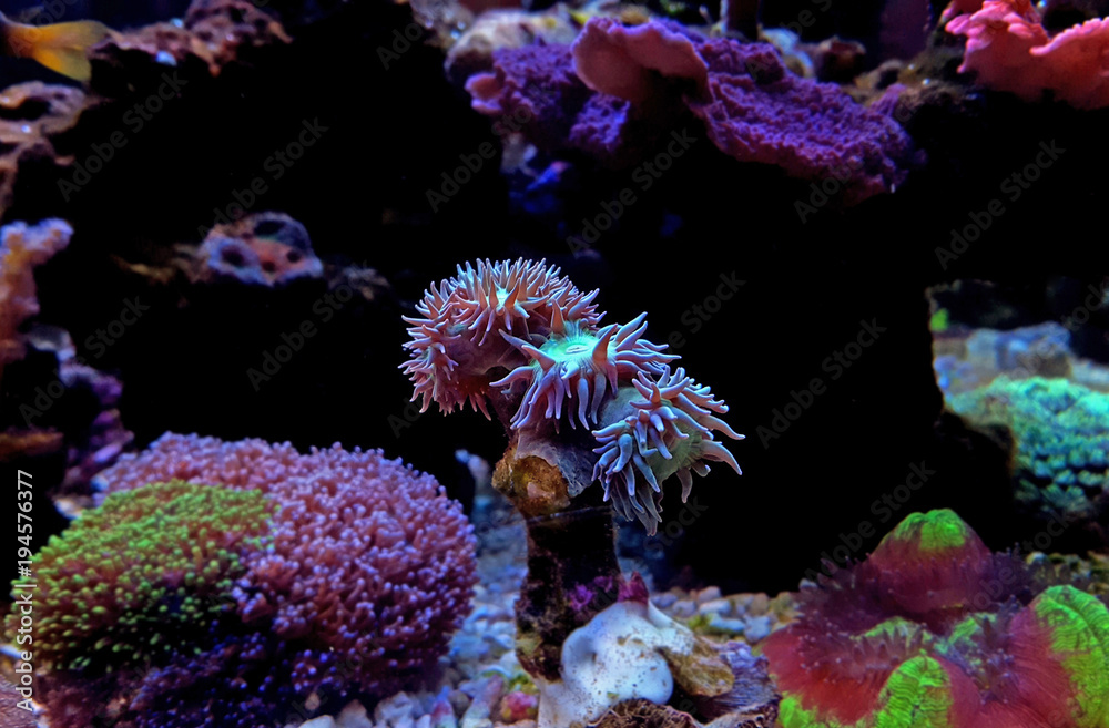 Naklejka premium Koral Duncan LPS w akwarium