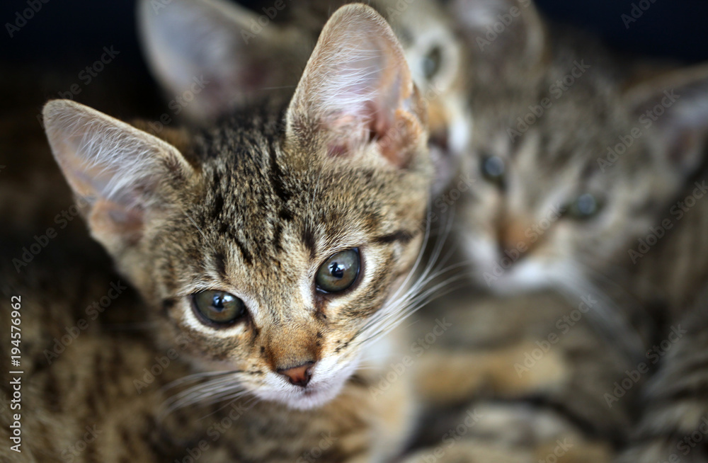 beautiful funny animals portrait - three stripped european baby kittens cuddling beautiful funny animals portrait - three stripped european baby kittens cuddling