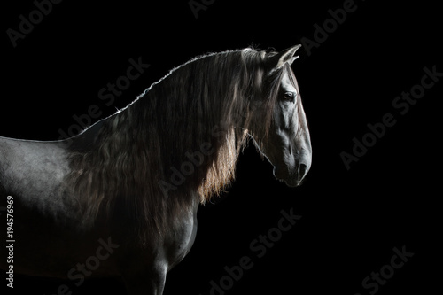 Silhouette of a gray Andalusian horse with long mane isolated on black background