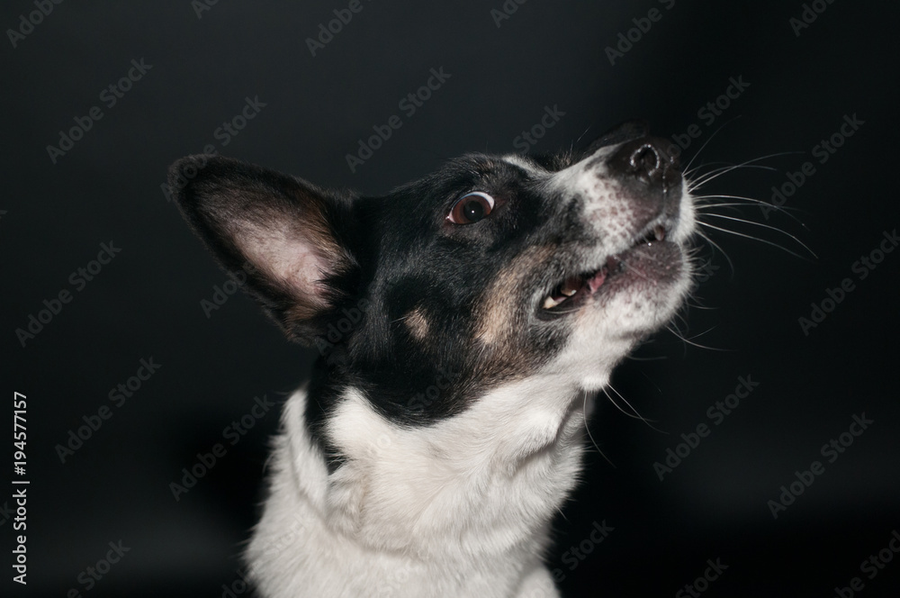 Funny dog face portrait at studio