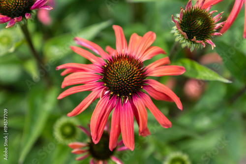 Close up of one single red rudbeckia flower