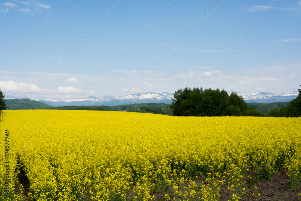 残雪の山並みと菜の花畑