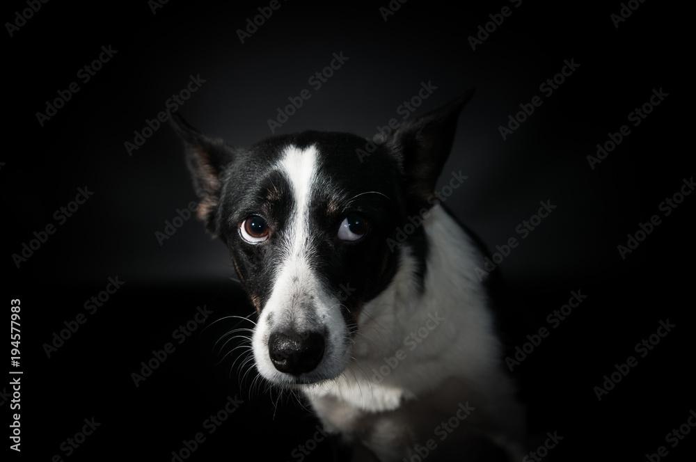 Funny dog face portrait at studio