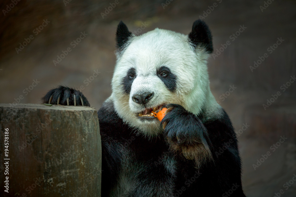 Fototapeta premium Panda eating carrots.