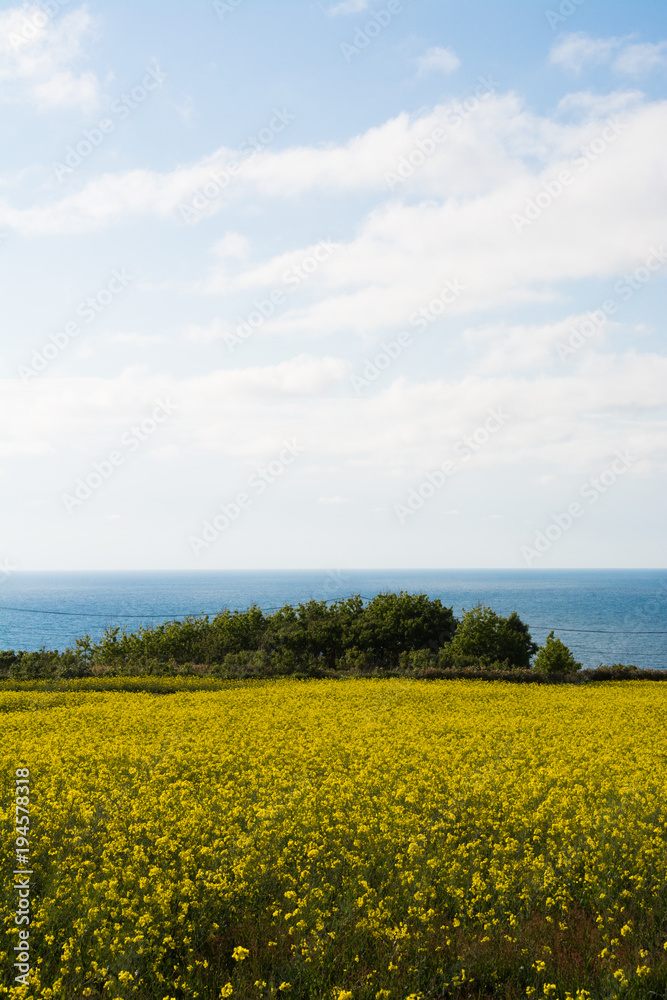 Obraz premium 海が見える菜の花畑