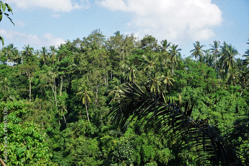 Rice field Bali with clouds and palm trees