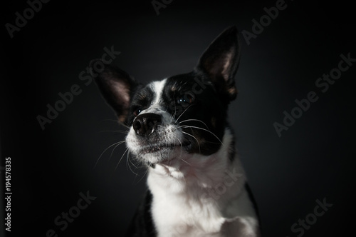 Funny dog face portrait at studio © GrasePhoto