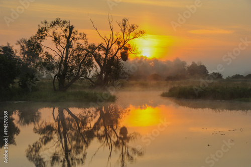 Sonnenaufgang in der Flussaue. Leichter Nebel verschleiert die Sonne. Im Zentrum eine alte Silberweide