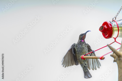 AMETHYSIST SUNBIRD (Nectarinia amethystina) approaches a nectar feeder photo