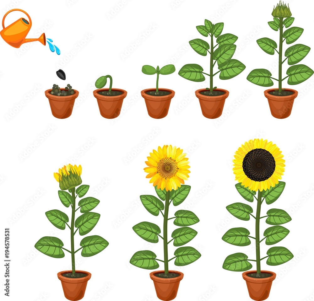 Sunflower life cycle. Growth stages from seed to flowering and  fruit-bearing plant Stock Vector | Adobe Stock
