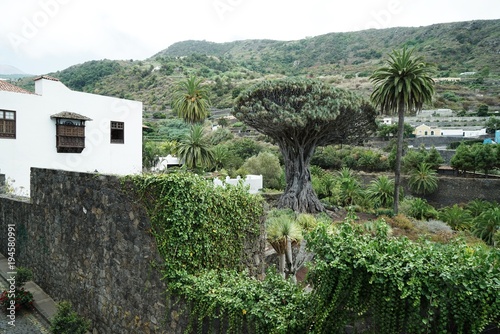 .......Alter Drachenbaum, Spanien, Teneriffa, berühmt, Denkmal photo