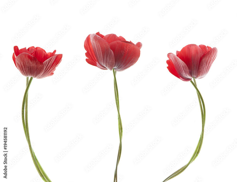 composición de flores anemone rojas