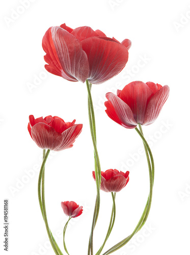 Fototapeta Naklejka Na Ścianę i Meble -  composición de flores anemone rojas