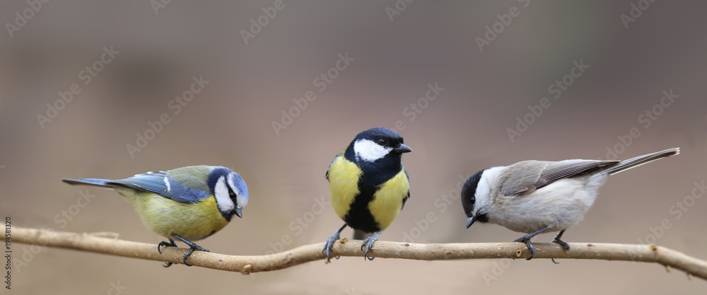 Fototapeta premium Trzy gatunki sikor, trzy małe ptaki na jednej cienkiej gałęzi