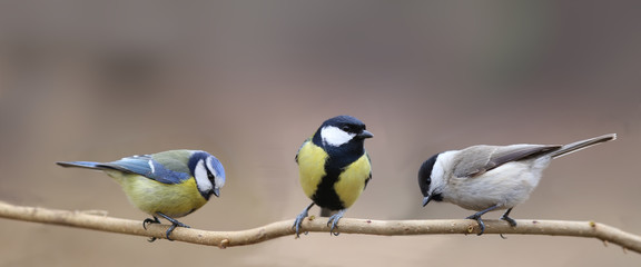 Wandcirkels Vogel Drie mezen samen op dunne tak  © chermit