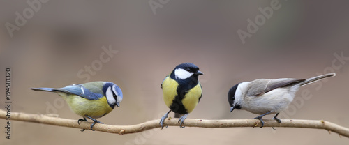 Three species of tits, three small birds on one thin branch
