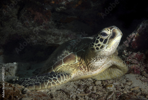 Green sea turtle (Chelonia mydas) near Sipadan Island, Malaysia