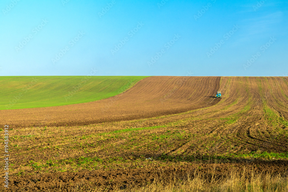 Winter wheat field in the fall with a tractor
