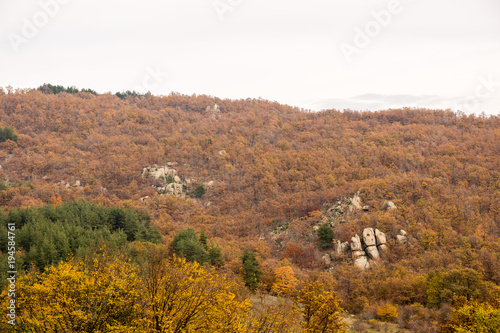 Forest and hills